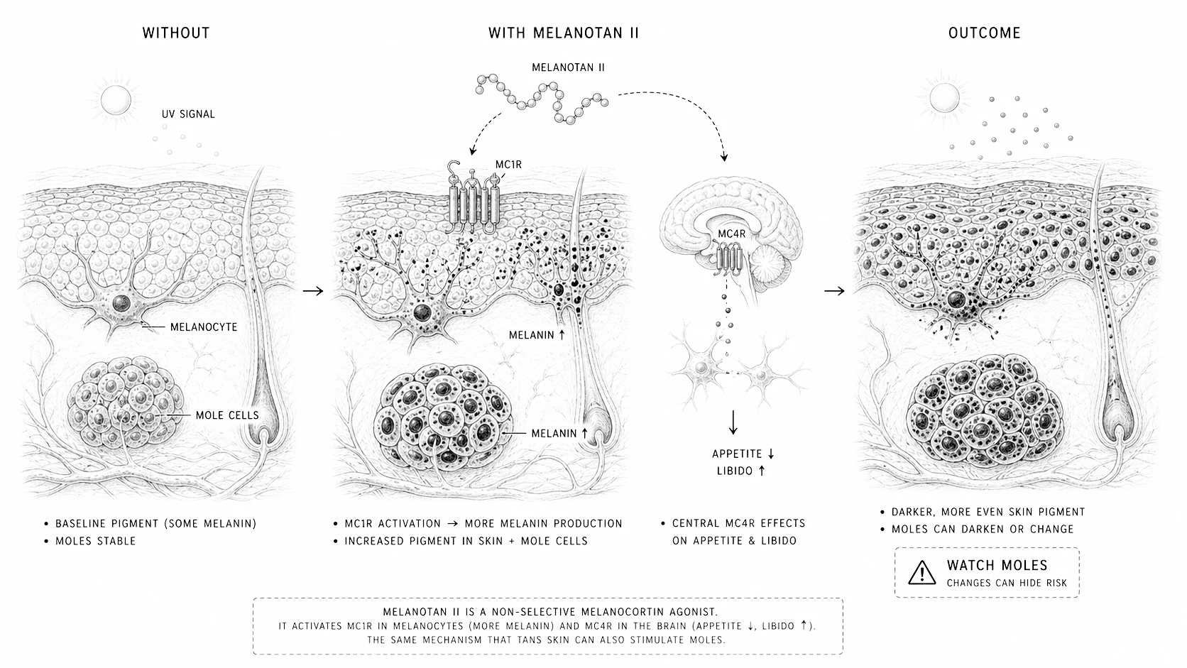 Biological line-art explainer showing melanotan II activating pigment cells and darkening existing moles.