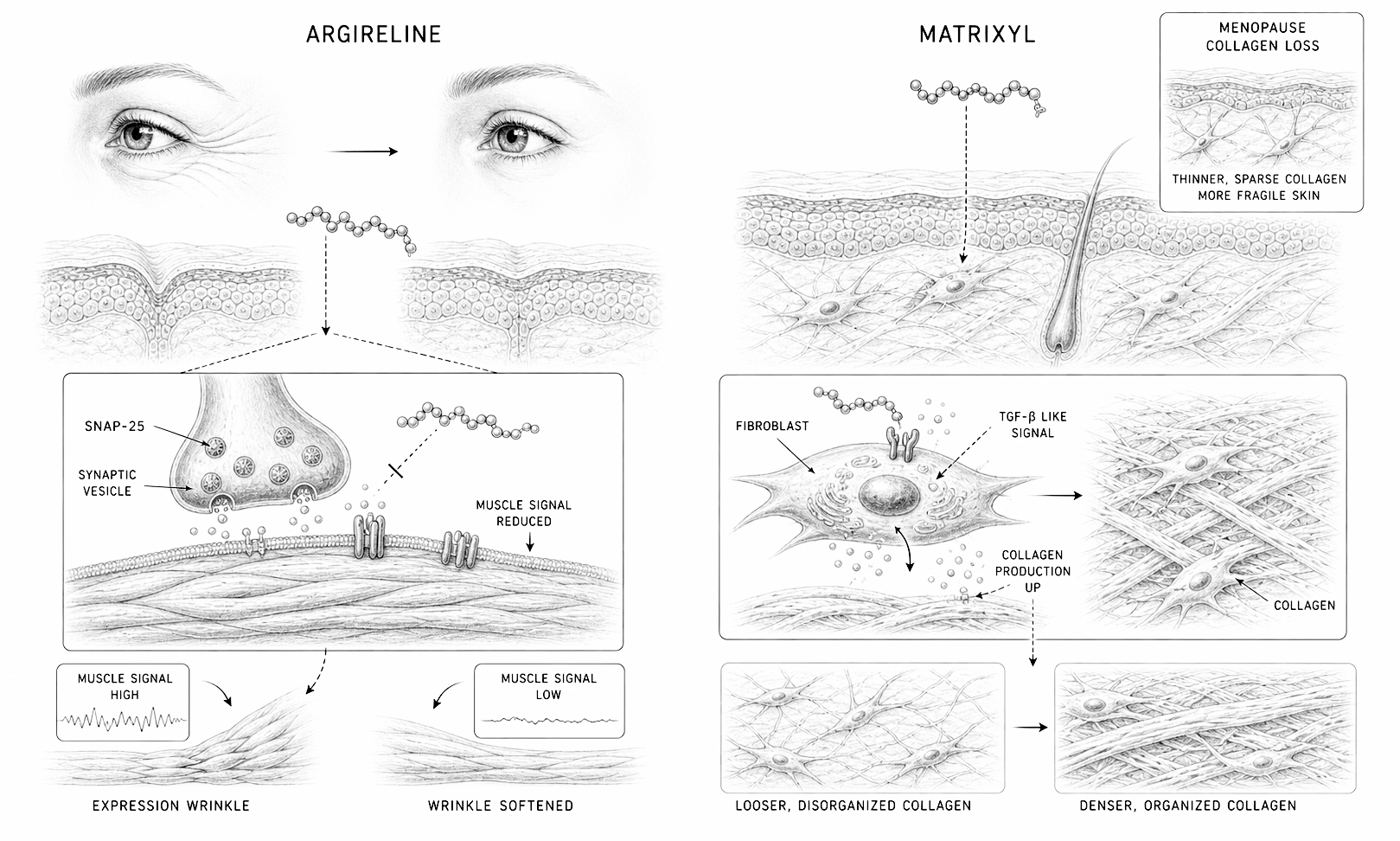 Biological line-art explainer contrasting argireline softening expression-line muscle signaling with matrixyl signaling fibroblasts to rebuild collagen.
